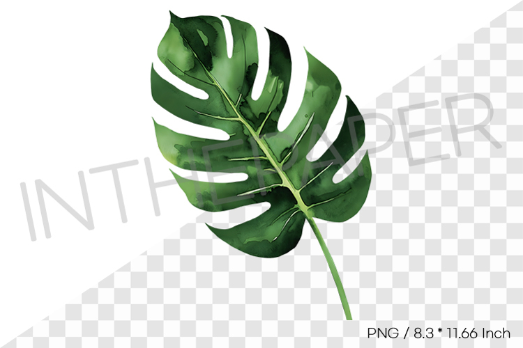 Monstera Leaf Clipart Image 3