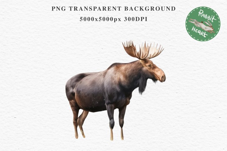 Moose Illustration Image 18