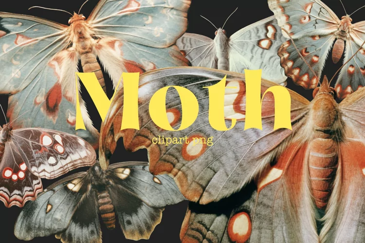 Moth