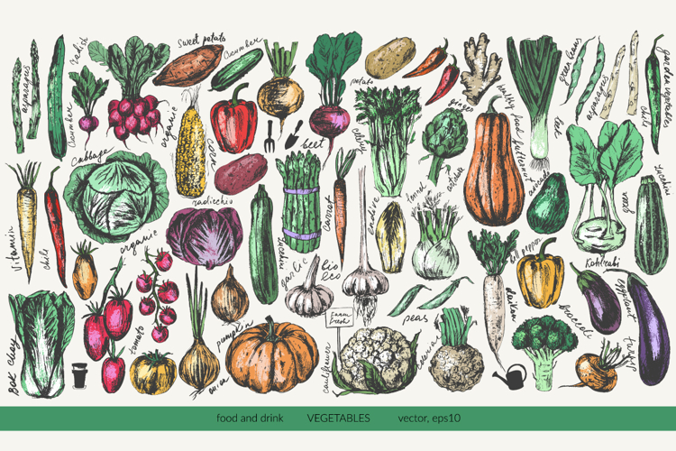 Garden vegetables sketches