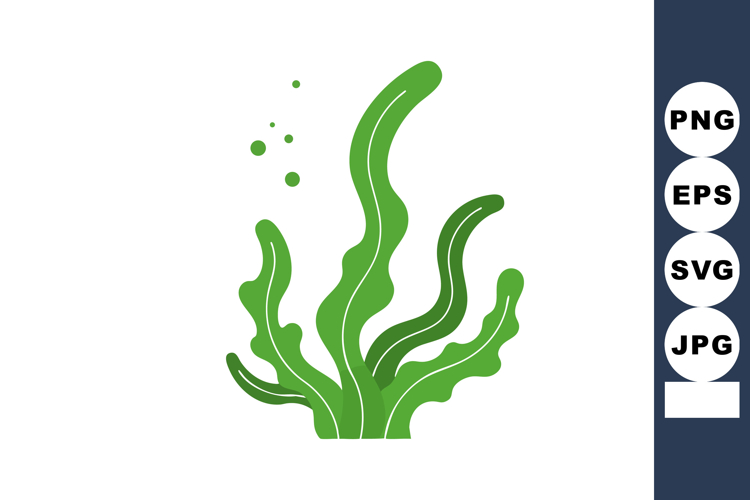Seaweed Illustration Image 22
