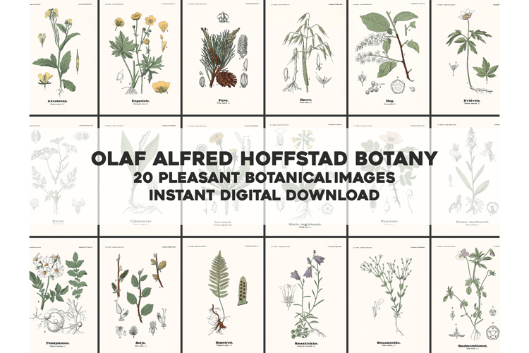 20 Pleasant Old Swedish Botanical Restored Images
