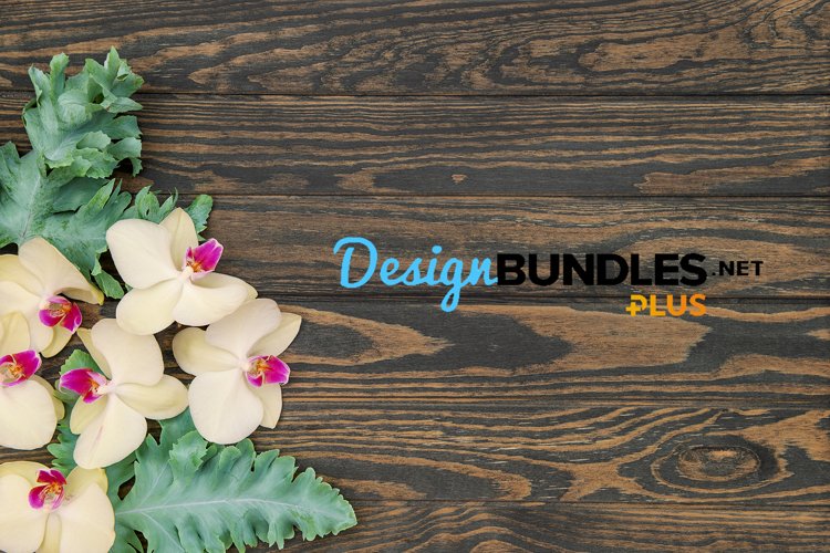 Orchid Clipart Image 18