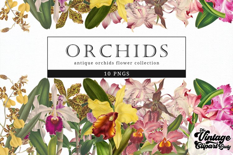 Orchid Clipart Image 5