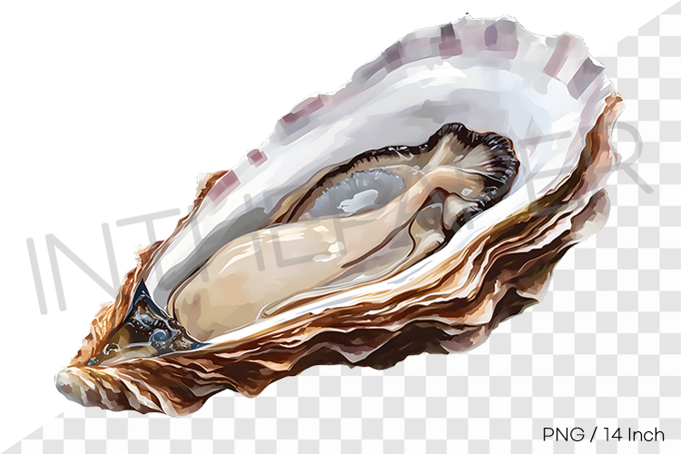 Oyster Clipart Image 16