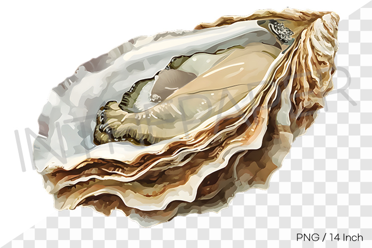 Oyster Clipart