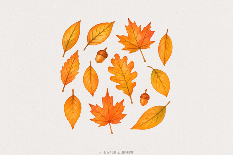 Acorn Png