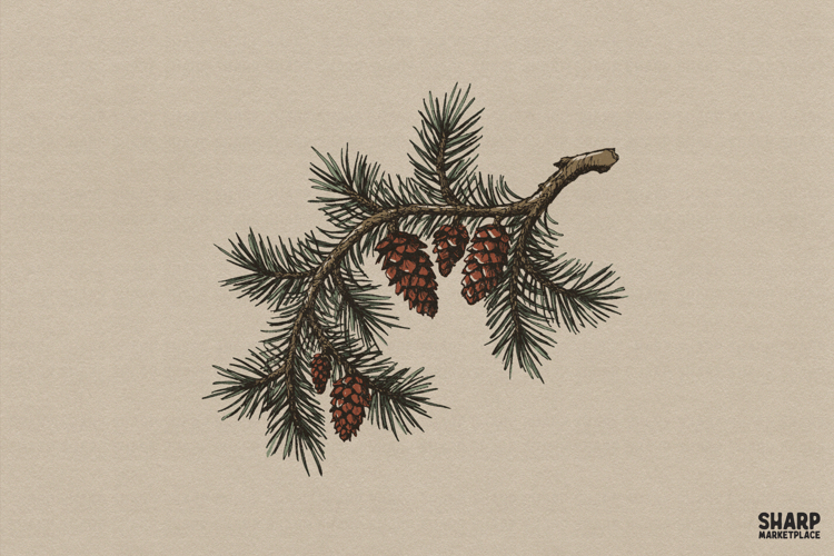Rustic Pinecone And Pine Branch Botanical Illustration,