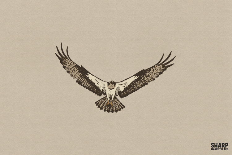 Hawk Illustration Image 2