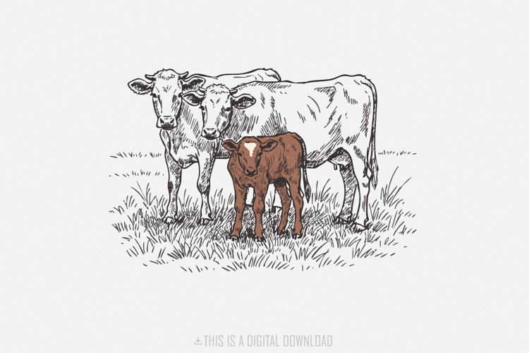 Cow Png Image 6