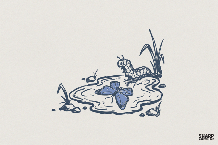 Schmetterling Png Image 16