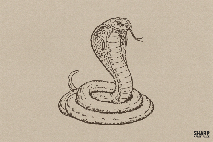 Vintage Coiled King Cobra Snake With Open Hood Reptile Png,