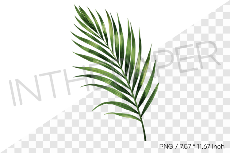 palm frond tip Leaf Tropical Summer Clipart Watercolor