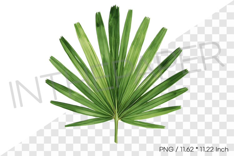 Palm Leaf Fan Tropical Summer Clipart Watercolor Illust