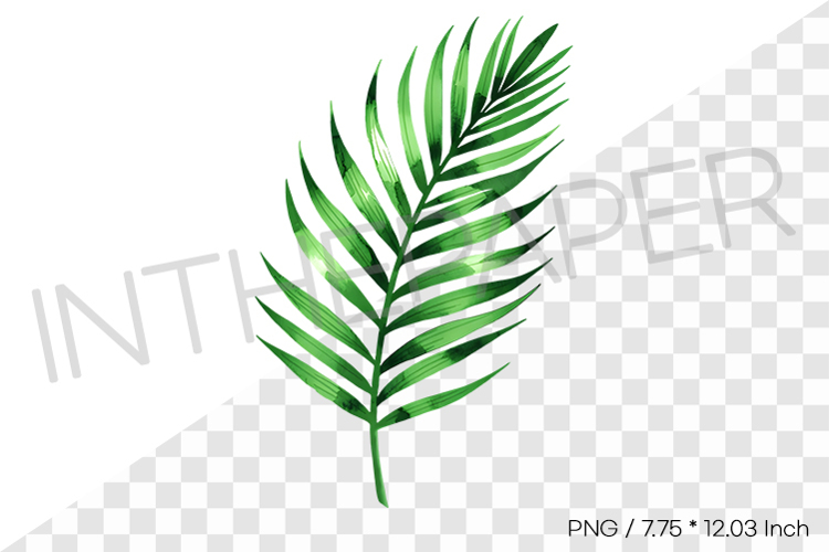 Palm Leaf Feather Tropical Summer Clipart Watercolor Illust