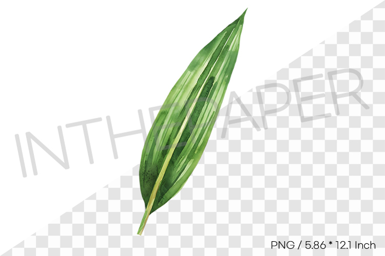 Pandanus Leaf Tropical Summer Clipart Watercolor Illust