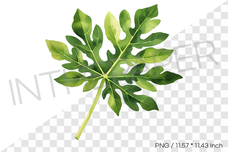 Papaya Leaf Tropical Summer Clipart Watercolor Illustration