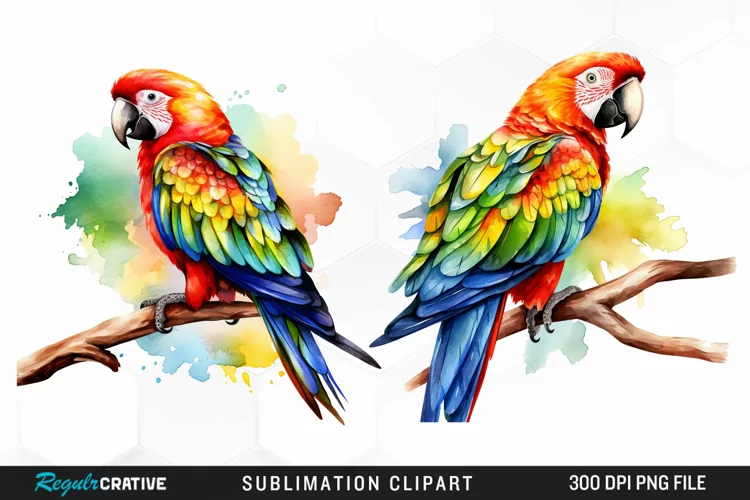 Watercolor Parrots Sublimation PNG Clipart