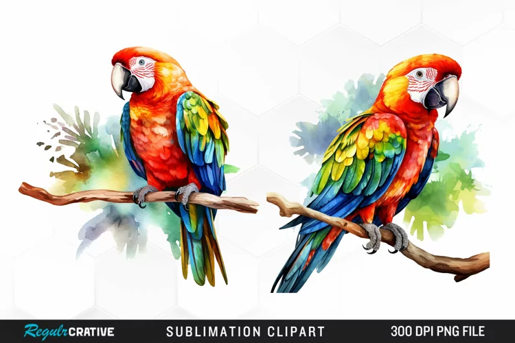 Watercolor Parrots Sublimation PNG Clipart