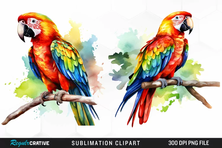 Watercolor Parrots Sublimation PNG Clipart