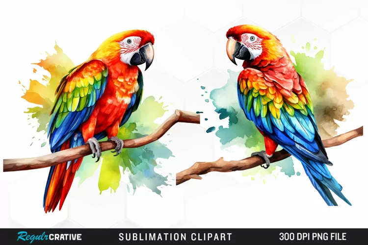 Watercolor Parrots Sublimation PNG Clipart