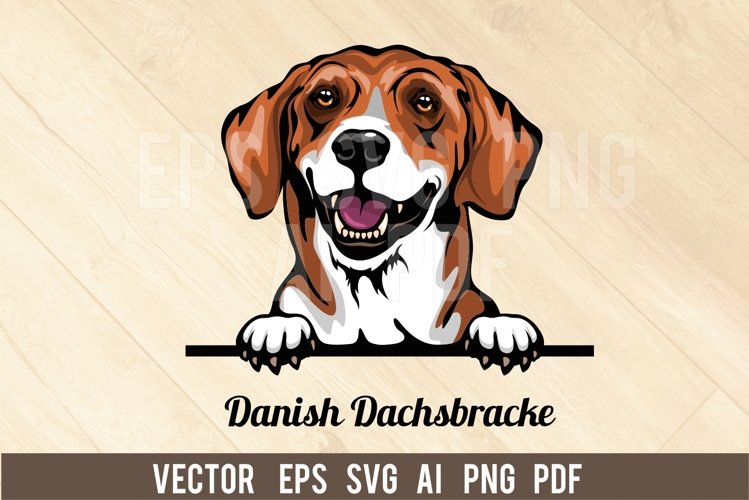 Danish Dachsbracke Peeking Dog, Head dog SVG color Vector