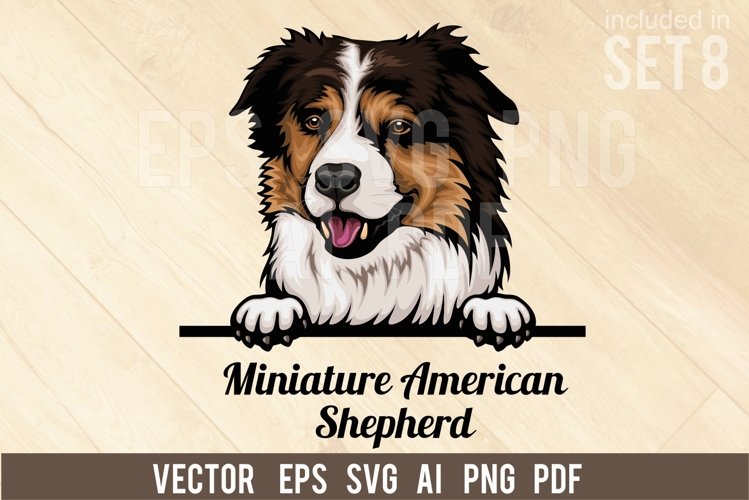 Miniature American Shepherd - Peeking Dog Colorful SVG