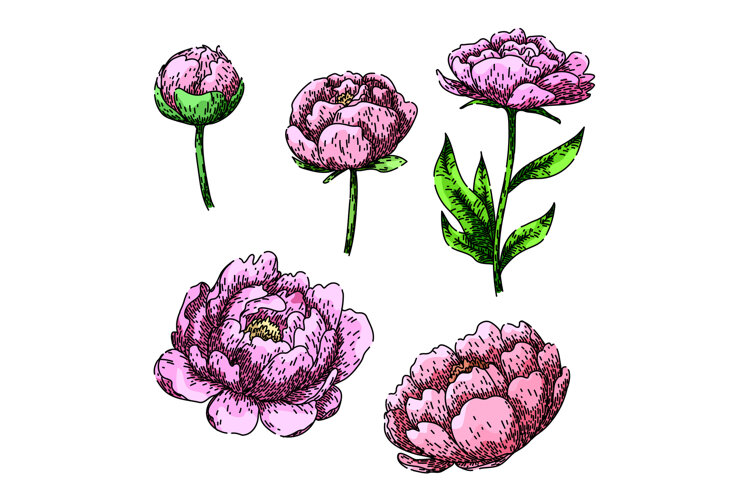 peony set sketch hand drawn (6567668)