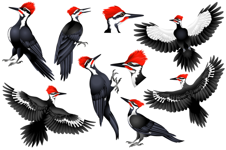 Pileated woodpecker colour