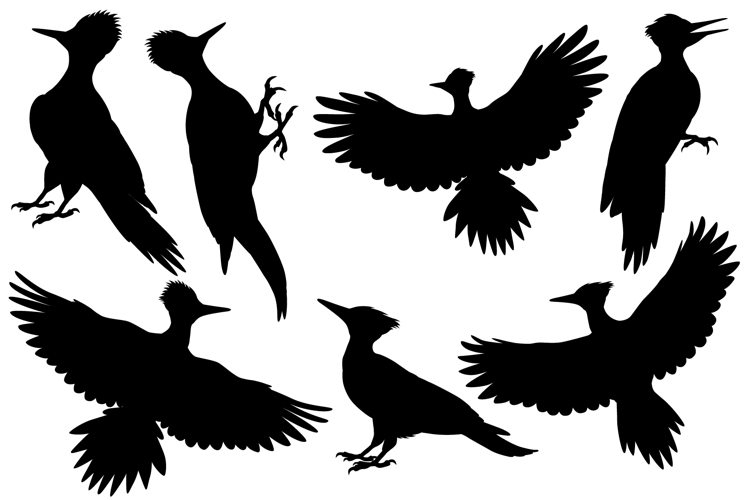 Pileated woodpecker silhouette