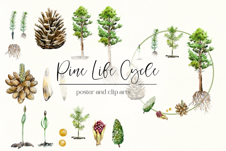Pine Tree Life Cycle Set