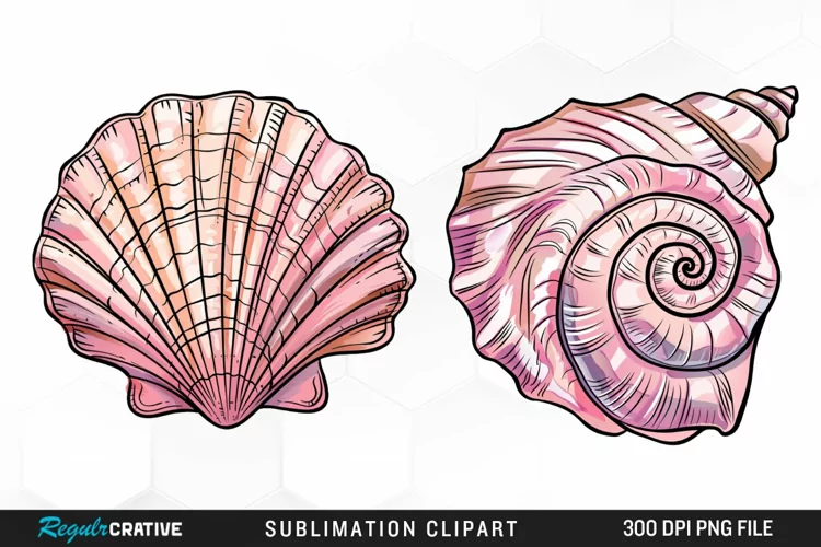 Watercolor Pink Color Seashell Clipart