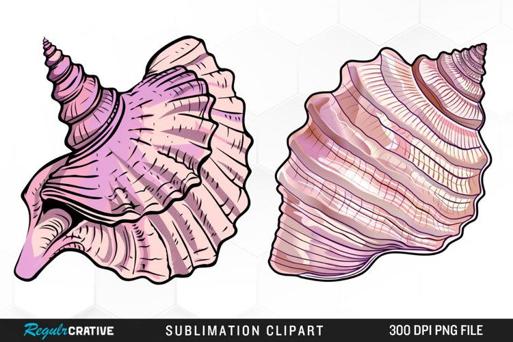 Shell Illustration Image 15