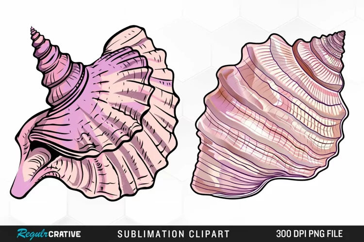 Watercolor Pink Color Seashell Clipart