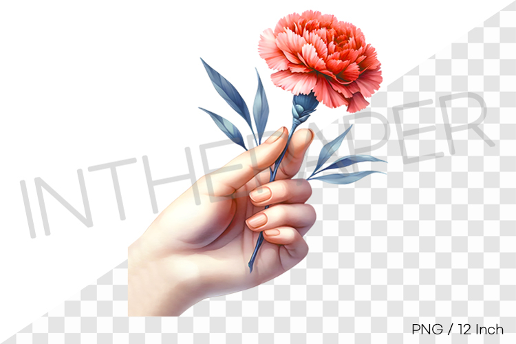 Hand holding a single carnation flower PNG clipart person
