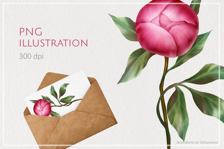 Pink Peony Bud Floral PNG Illustration