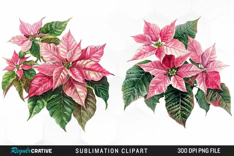 Pink Poinsettia Plant Graphics Clipart