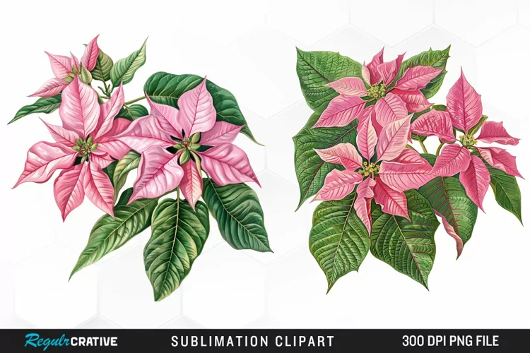 Pink Poinsettia Plant Graphics Clipart