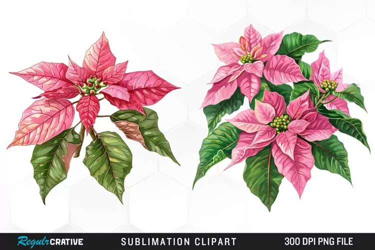 Pink Poinsettia Plant Watercolor Clipart