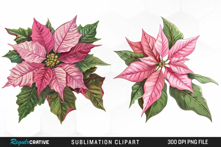 Pink Poinsettia Plant Watercolor Clipart