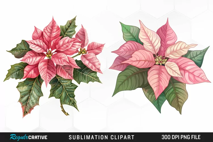 Pink Poinsettia Plant Watercolor Clipart