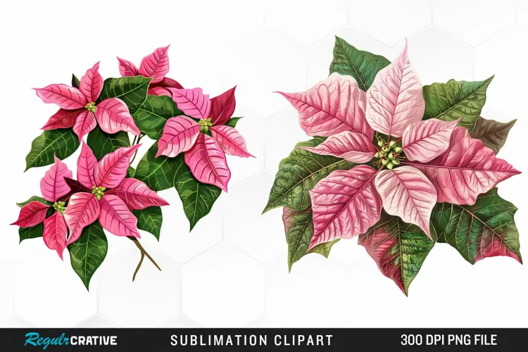 Pink Poinsettia Plant Graphics Clipart