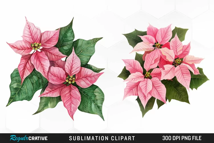 Pink Poinsettia Plant Watercolor Clipart