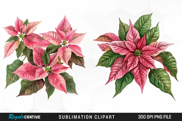 Pink Poinsettia Plant Watercolor Clipart