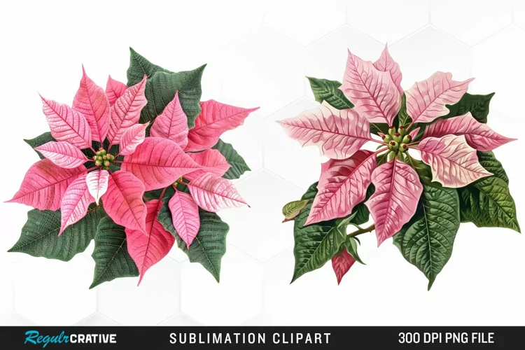 Pink Poinsettia Plant Watercolor Clipart