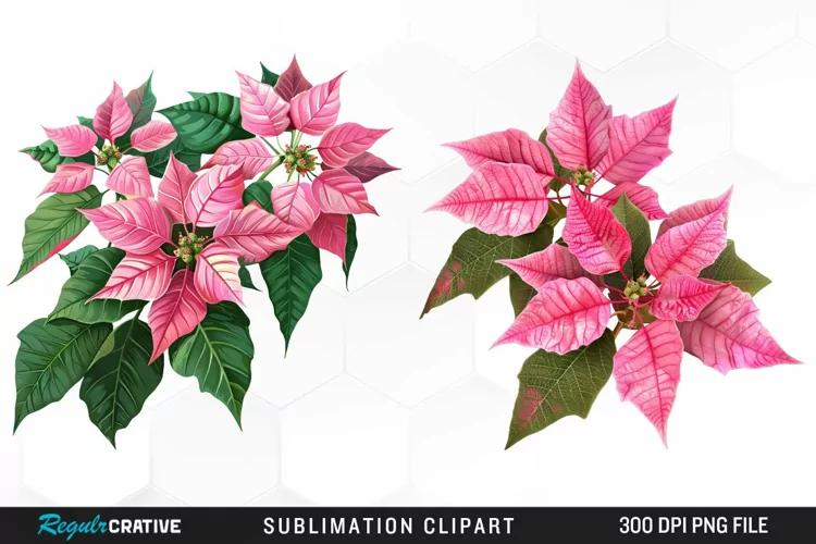 Pink Poinsettia Plant Watercolor Clipart