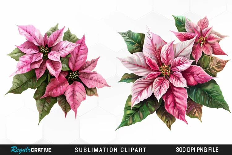 Pink Poinsettia Plant Graphics Clipart