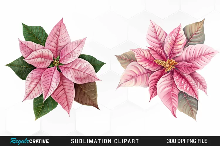 Pink Poinsettia Plant Watercolor Clipart