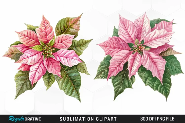 Pink Poinsettia Plant Graphics Clipart