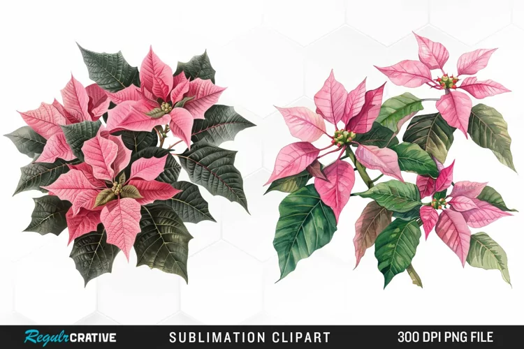 Pink Poinsettia Plant Watercolor Clipart